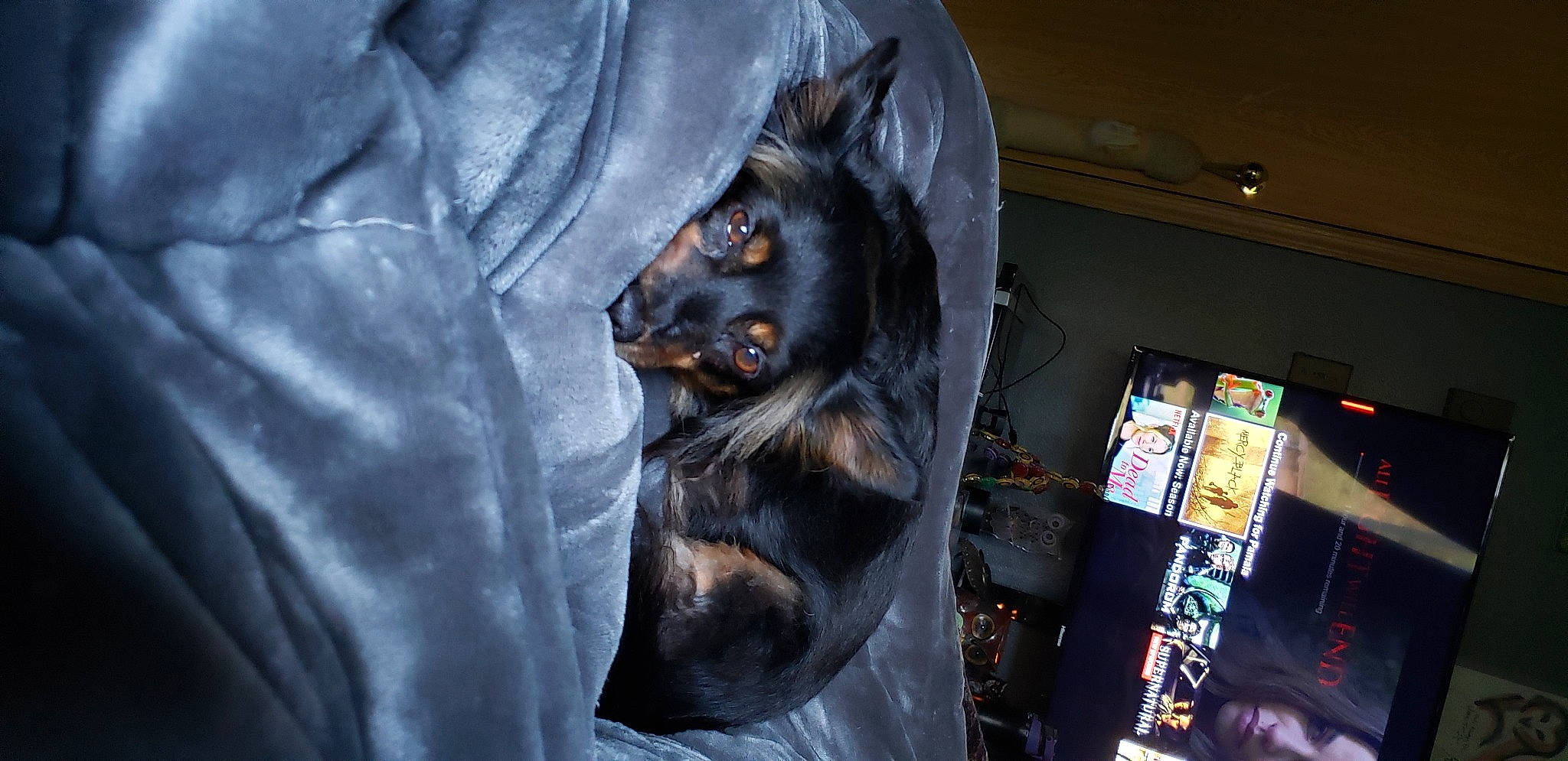 Sonic joined the competition — help win amazing prizes! canidae, carnivore, dog_breed