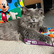 Doctor Grey joined the competition — help win amazing prizes! animal, background, carpet, cartoon, cat, closeup, colorful, cozy, feline, fluffy_fur, gray_cat, household, indoor, lego, mickey_mouse, paw, pet, playful, relaxed, toy_box