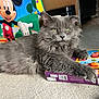 animal, background, carpet, cartoon, cat, closeup, colorful, cozy, feline, fluffy_fur, gray_cat, household, indoor, lego, mickey_mouse, paw, pet, playful, relaxed, toy_box