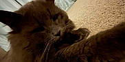Doctor Grey joined the competition — help win amazing prizes! animal, brown, carpet, cat, closeup, curtains, domestic, feline, fluffy, fur, home, indoor, mammal, paw, pet, quiet, relaxed, soft, stretching, whiskers