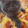Doctor Grey is registered to the contest to win money with this photo: animal, bear_pattern, blanket, cat, closeup, cozy, cute, face, feline, fur, gray_cat, green_eyes, indoor, paw, pet, relaxed, resting, soft, whiskers, yellow_blanket