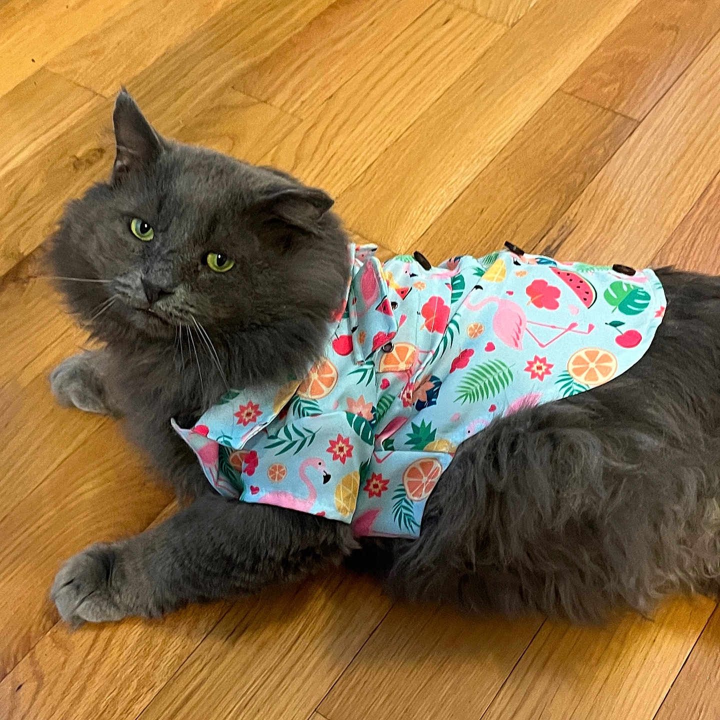Doctor Grey is registered to the contest to win money with this photo: animal, cat, clothing, colorful, curious, domestic_cat, flamingo, fluffy, fruit, fur, gray_cat, green_eyes, indoor, leaf, lying_down, patterned, pet, shirt, tropical, wooden_floor
