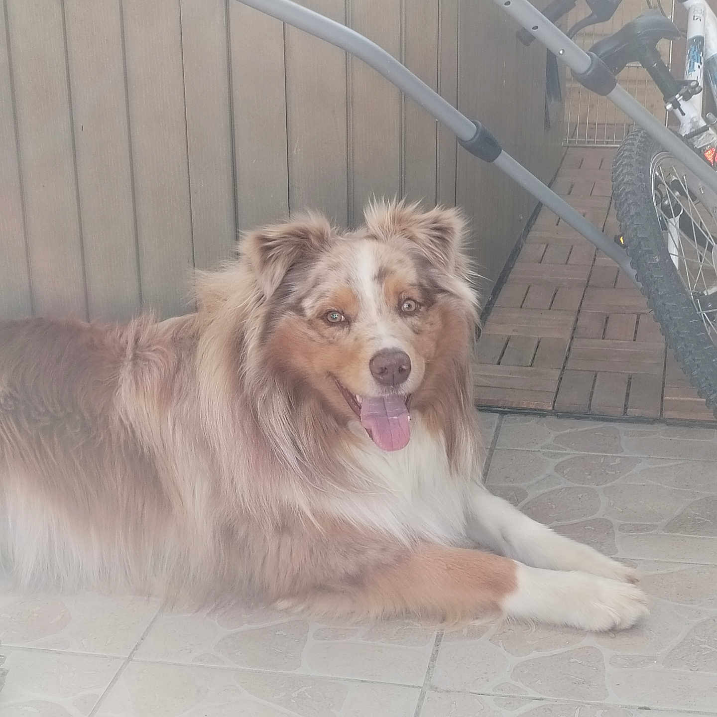 Ubix a rejoint le concours — aidez-le/la à gagner de superbes lots ! accessories, alloywheel, animal, bicycle, canine, car, carwheel, collie, dog, machine, path, pet, puppy, spoke, strap, tire, transportation, vehicle, walkway, wheel