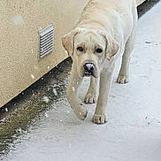 Vince participe au concours pour gagner de l'argent avec cette photo : dog, snow, outdoor, wall, window, walking, canine, beige, winter, cold, path, animal, pet, footprints, snout, curious, young, fur, muzzle, sidewalk