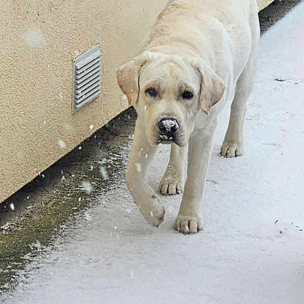 Vince participe au concours pour gagner de l'argent avec cette photo : dog, snow, outdoor, wall, window, walking, canine, beige, winter, cold, path, animal, pet, footprints, snout, curious, young, fur, muzzle, sidewalk