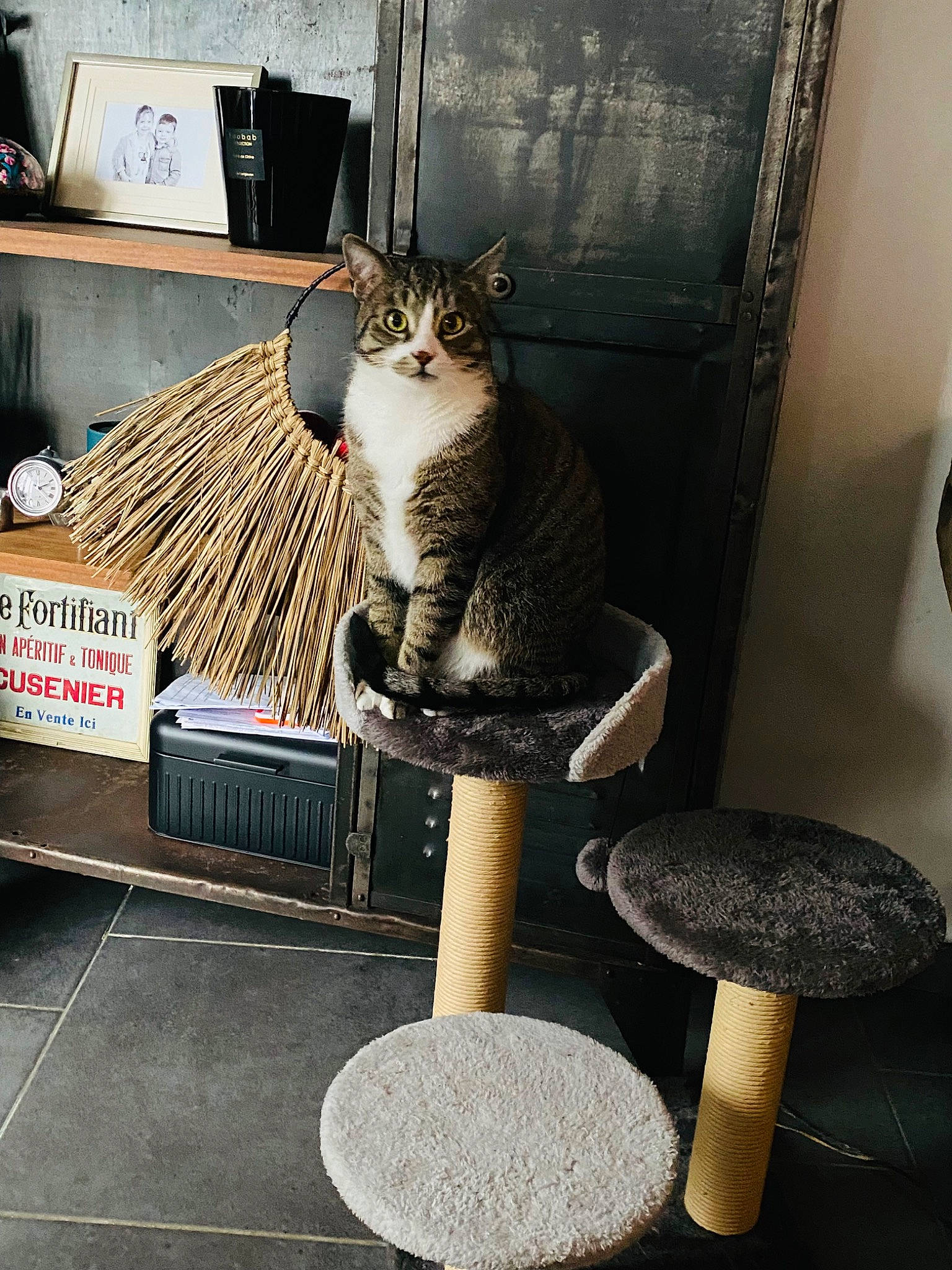 Patate a rejoint le concours — aidez-le/la à gagner de superbes lots ! box, carnivore, cat, cat_supply, domestic_short_haired_cat, felidae, font, fur, grey, metal, pet_supply, shelf, shelving, shipping_box, sitting, small_to_medium_sized_cats, tail, whiskers, window, wood