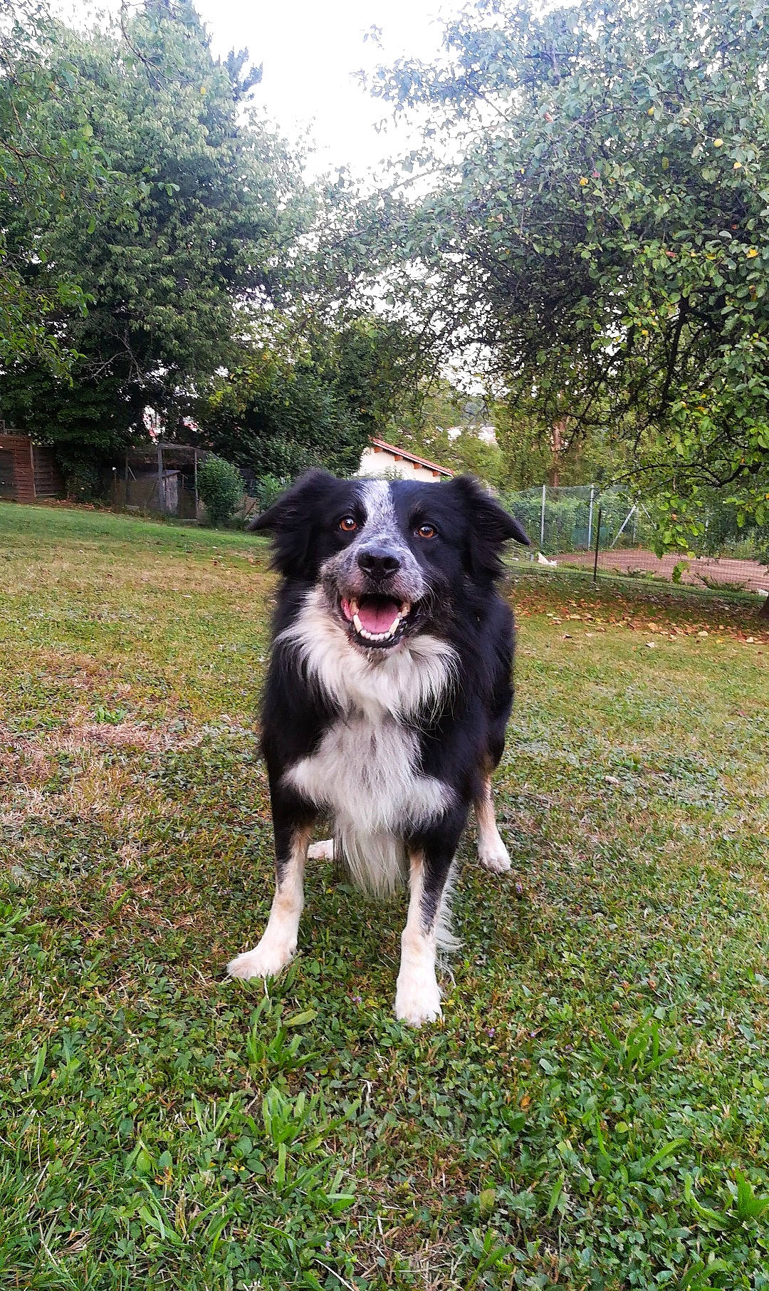 Hooligan participe au concours pour gagner de l'argent avec cette photo : australian_collie, australian_shepherd, border_collie, bucovina_shepherd_dog, canidae, carnivore, carpathian_shepherd_dog, companion_dog, dog, dog_breed, english_shepherd, grass, herding_dog, mammal, miniature_australian_shepherd, rare_breed_dog, sporting_group, stabyhoun, vertebrate, working_dog