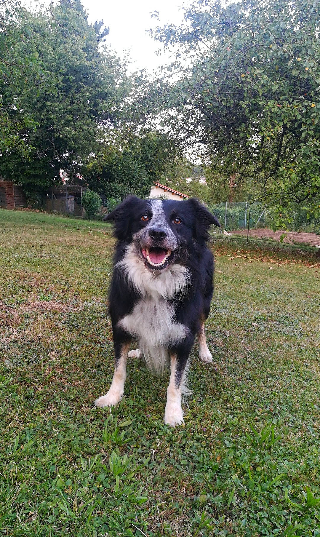 Hooligan a rejoint le concours — aidez-le/la à gagner de superbes lots ! australian_collie, australian_shepherd, border_collie, bucovina_shepherd_dog, canidae, carnivore, carpathian_shepherd_dog, companion_dog, dog, dog_breed, english_shepherd, grass, herding_dog, mammal, rare_breed_dog, sporting_group, stabyhoun, vertebrate, working_dog