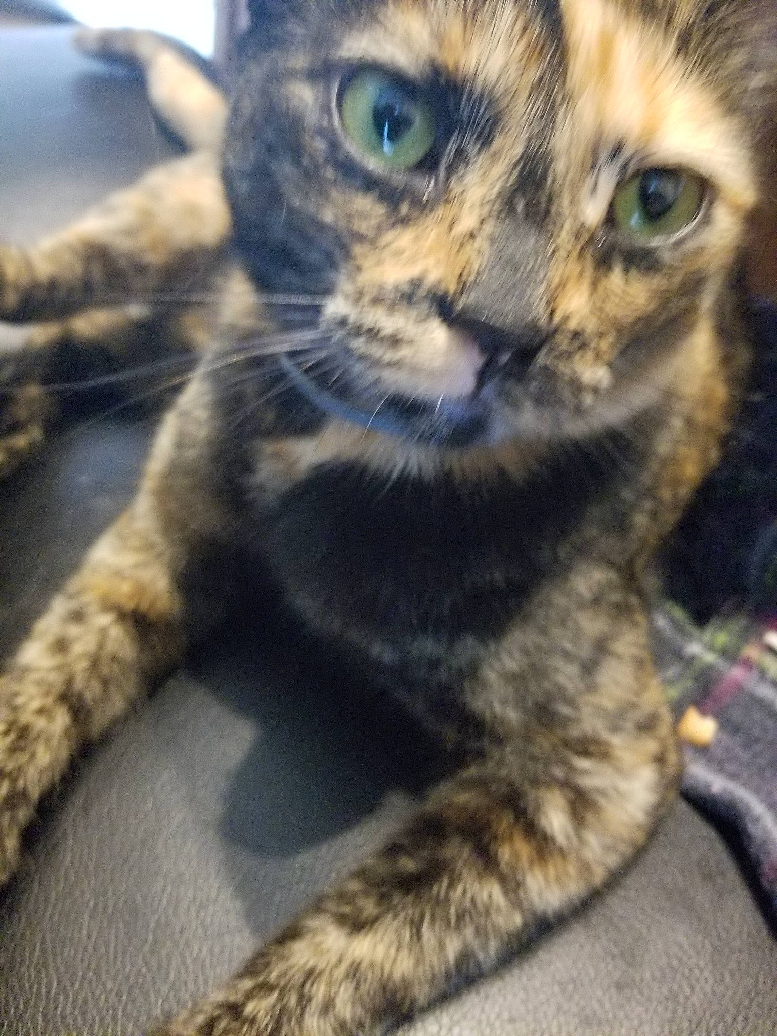 Ducati joined the competition — help win amazing prizes! american_shorthair, asian, carnivore, cat, domestic_short_haired_cat, dragon_li, egyptian_mau, european_shorthair, eye, felidae, fur, kitten, mammal, small_to_medium_sized_cats, tabby_cat, whiskers, wildlife