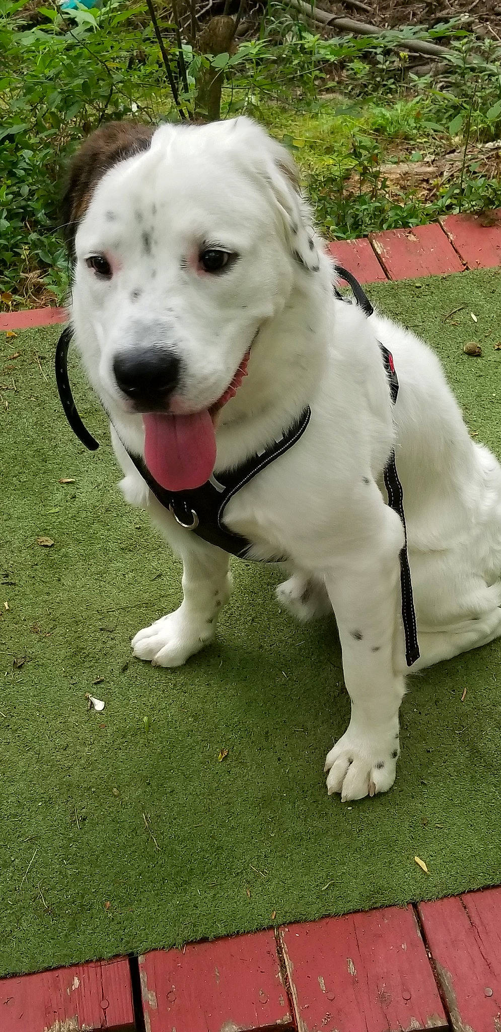 Levi joined the competition — help win amazing prizes! american_bulldog, american_pit_bull_terrier, canidae, carnivore, catahoula_bulldog, companion_dog, dog, dog_breed, dogo_argentino, dogo_guatemalteco, mammal, non_sporting_group, pit_bull, rare_breed_dog, snout, sporting_group, vertebrate