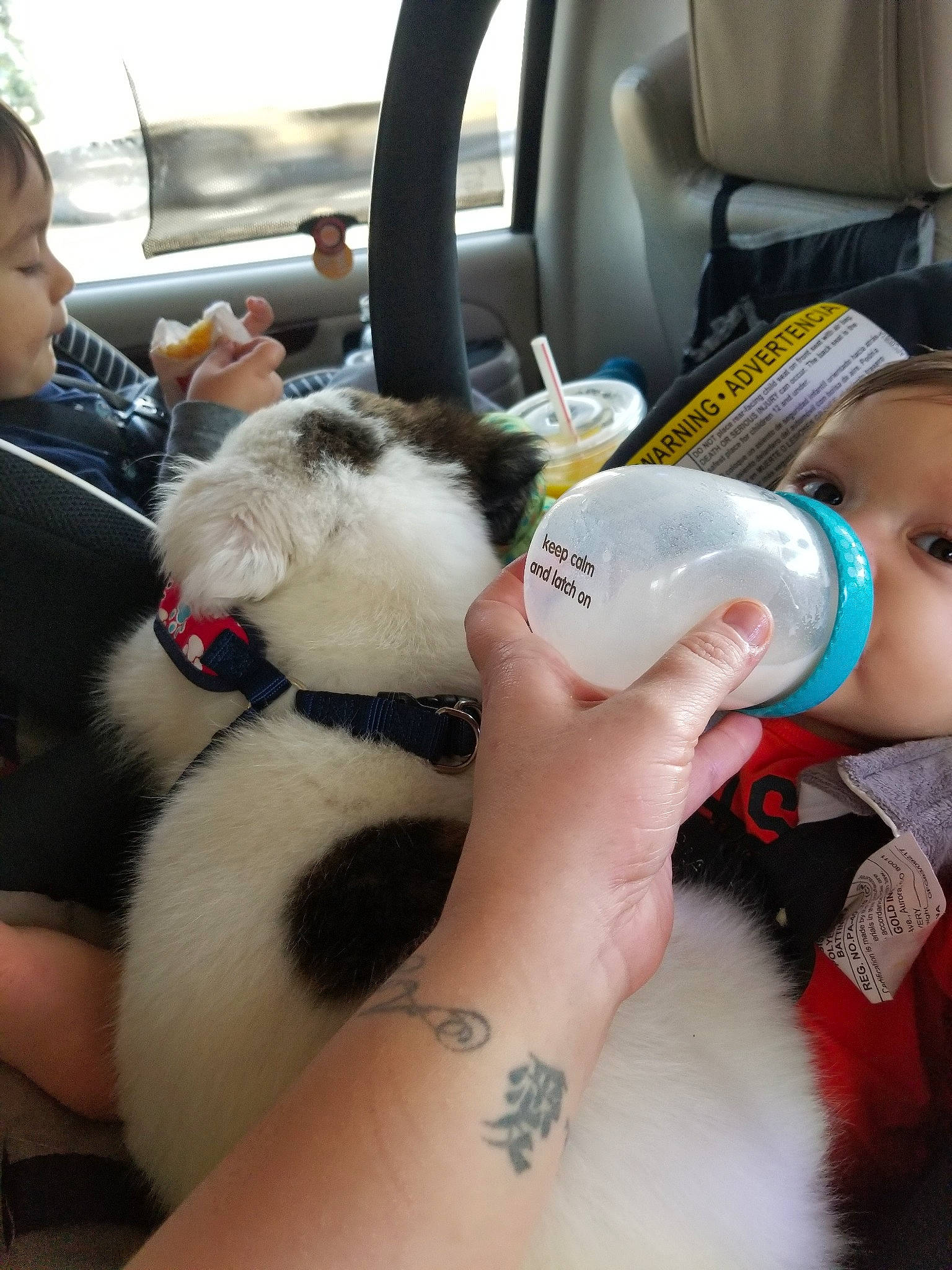 Levi is registered to the contest to win money with this photo: arm, cat, ear, felidae, kitten, leg, nail, neck, skin, small_to_medium_sized_cats, tattoo