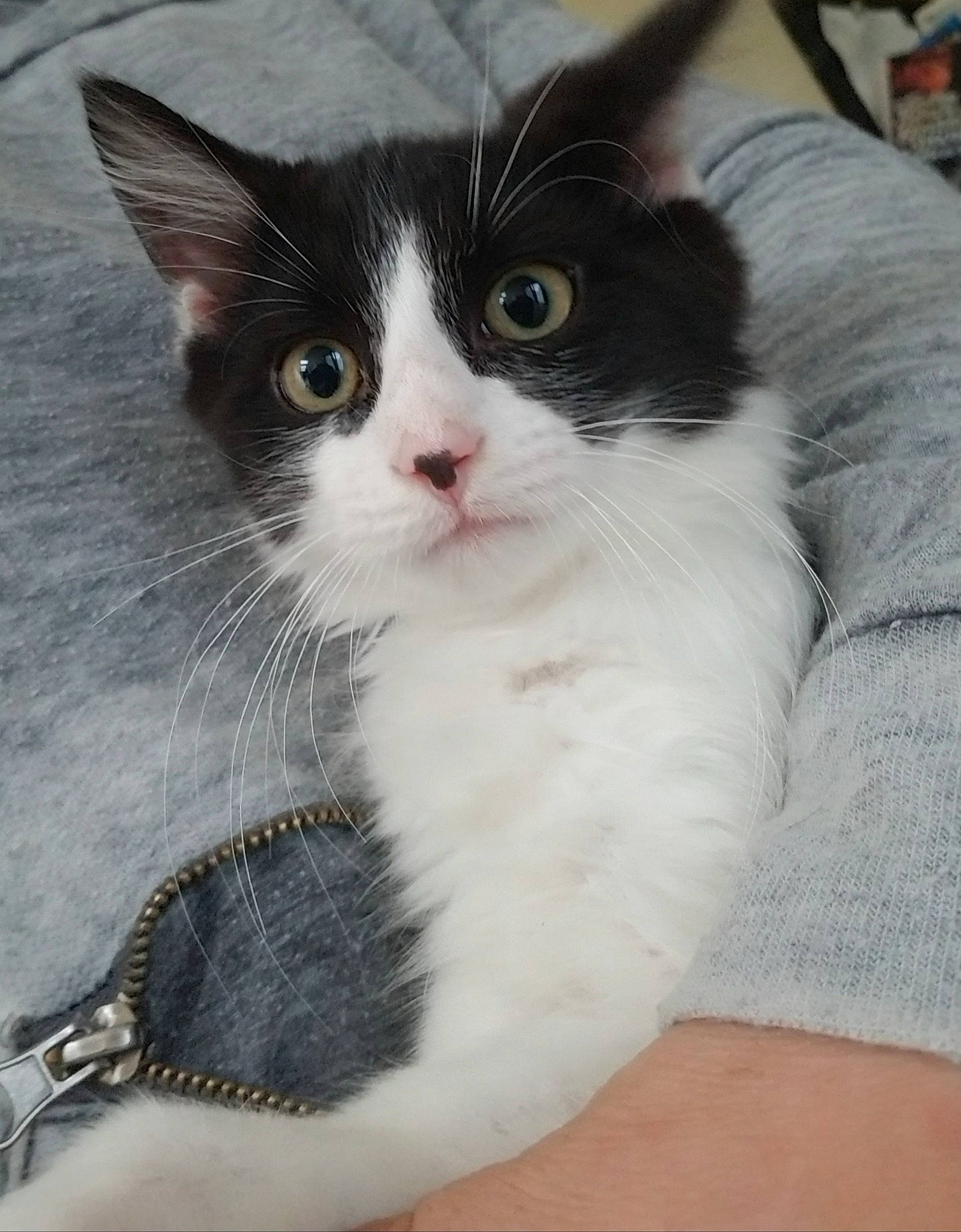 Ace is registered to the contest to win money with this photo: aegean_cat, american_wirehair, carnivore, cat, domestic_long_haired_cat, domestic_short_haired_cat, felidae, kitten, mammal, norwegian_forest_cat, polydactyl_cat, ragamuffin, small_to_medium_sized_cats, vertebrate, whiskers