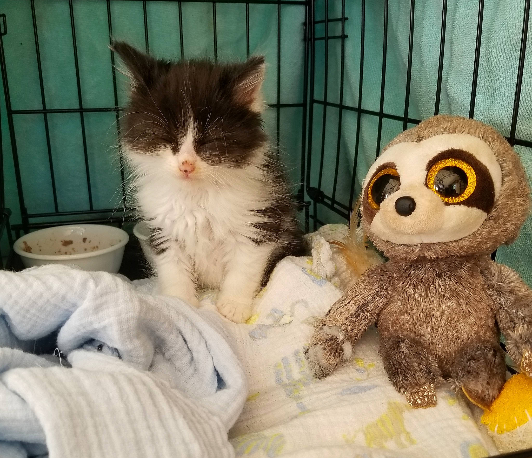 Ace is registered to the contest to win money with this photo: bird, carnivore, cat, european_shorthair, felidae, fur, kitten, owl, plush, scottish_fold, small_to_medium_sized_cats, stuffed_toy, tabby_cat, toy, whiskers