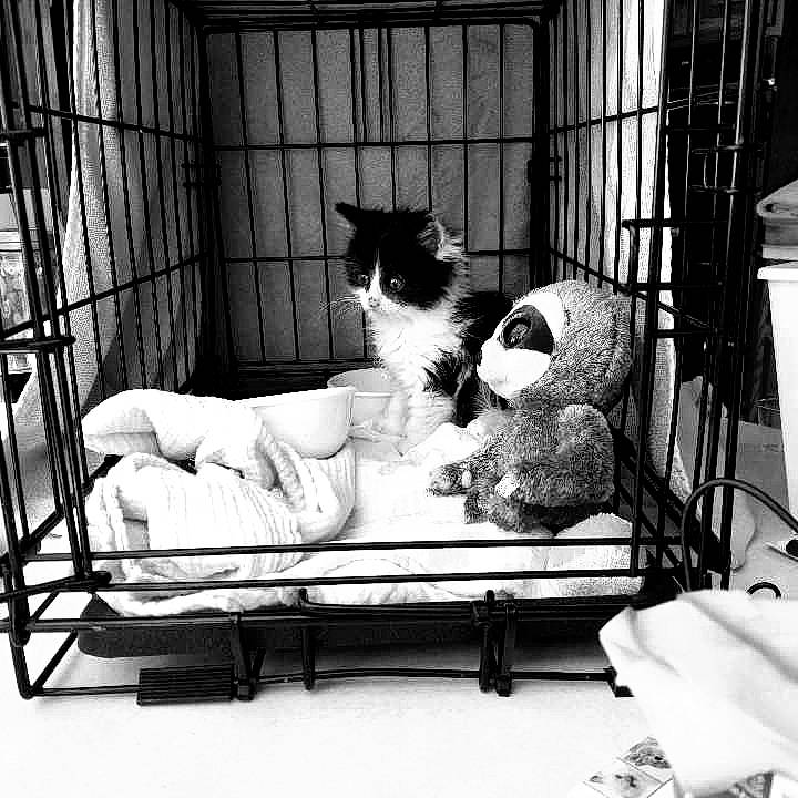 Ace is registered to the contest to win money with this photo: black, black_and_white, cage, canidae, carnivore, cat, couch, dog_supply, felidae, furniture, monochrome, monochrome_photography, pet_supply, small_to_medium_sized_cats, style, table, whiskers, window