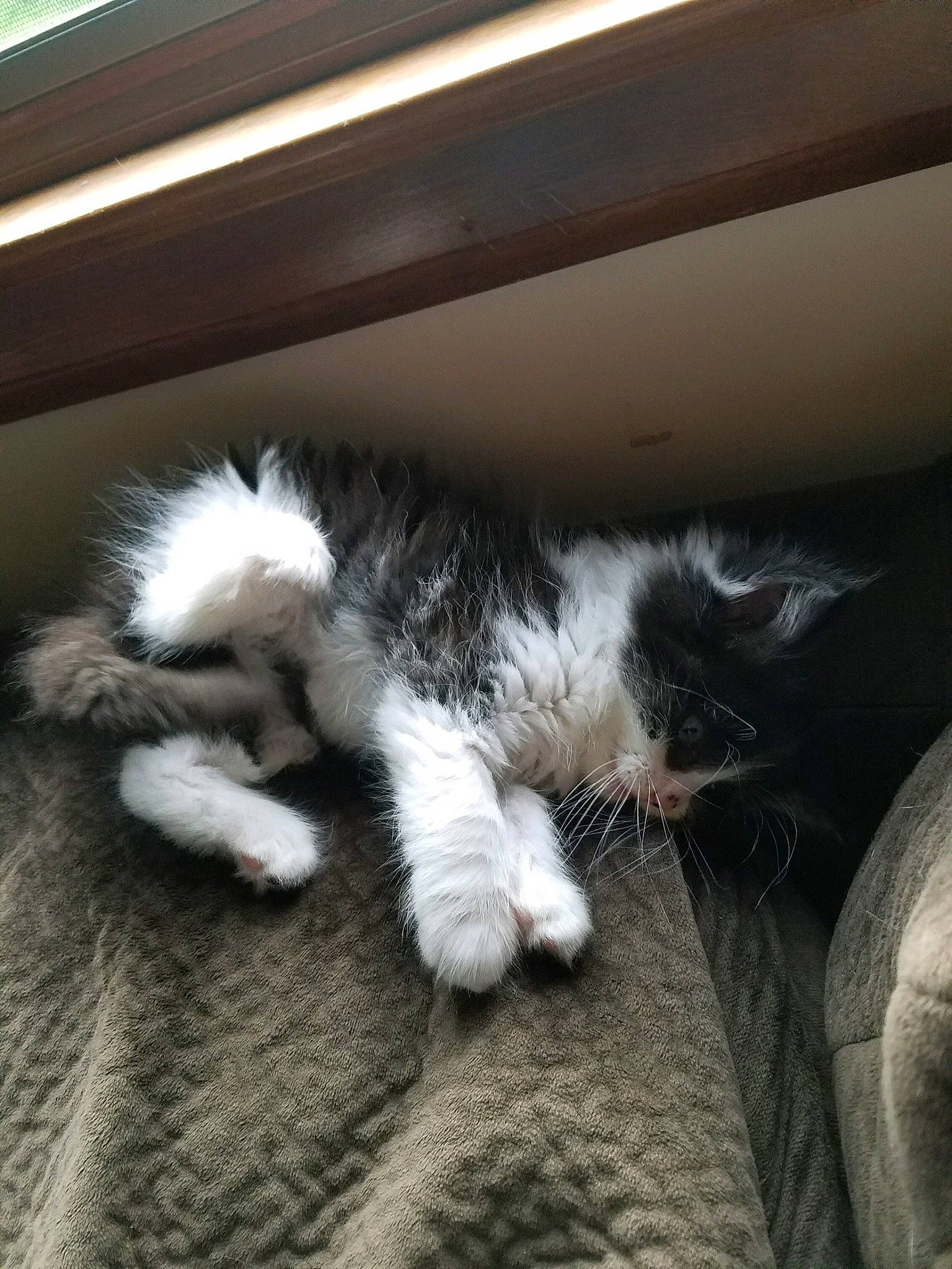 Ace joined the competition — help win amazing prizes! carnivore, cat, ear, felidae, fur, kitten, nap, norwegian_forest_cat, paw, polydactyl_cat, sky, small_to_medium_sized_cats, tail, whiskers