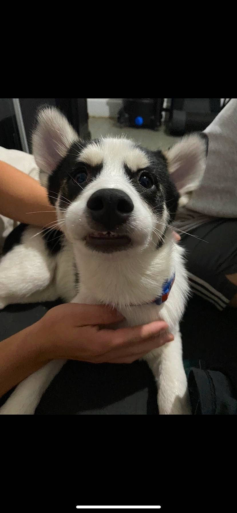 Jax is registered to the contest to win money with this photo: canidae, carnivore, companion_dog, dog, dog_breed, fur, herding_dog, non_sporting_group, paw, puppy, siberian_husky, snout, sporting_group, whiskers, working_animal, working_dog