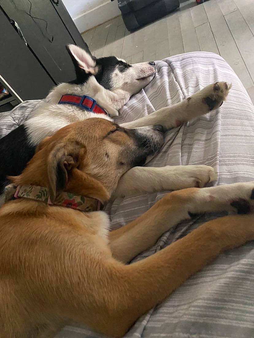 Jax is registered to the contest to win money with this photo: canidae, carnivore, collar, comfort, companion_dog, couch, dog, dog_breed, dog_collar, fawn, flooring, fur, linens, mammal, non_sporting_group, room, snout, sporting_group, vertebrate, working_animal