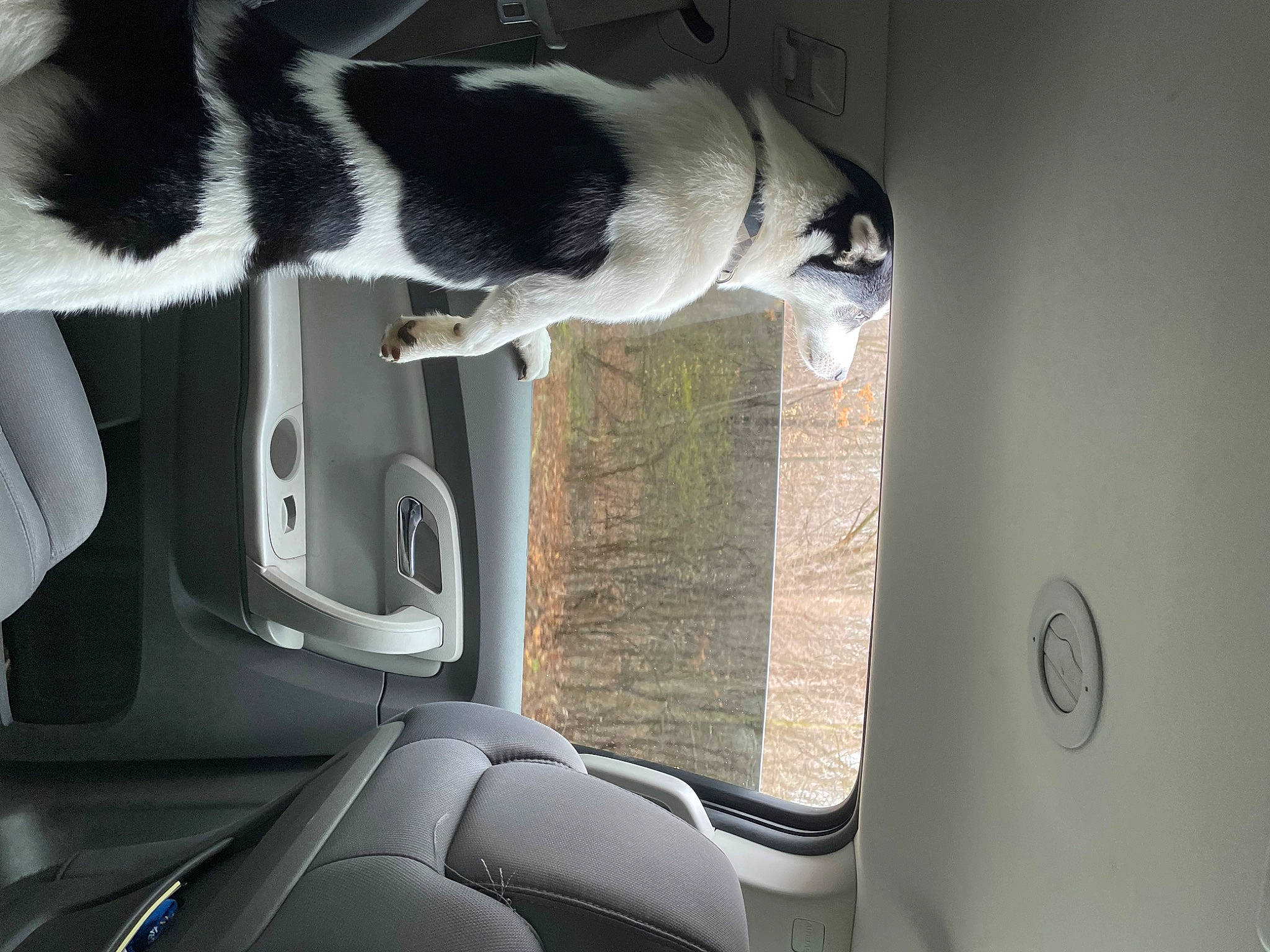 Jax joined the competition — help win amazing prizes! auto_part, automotive_design, automotive_exterior, automotive_lighting, automotive_mirror, automotive_tire, automotive_window_part, car, car_seat, carnivore, dog, family_car, grey, head_restraint, luxury_vehicle, motor_vehicle, personal_luxury_car, vehicle, vehicle_door, windshield