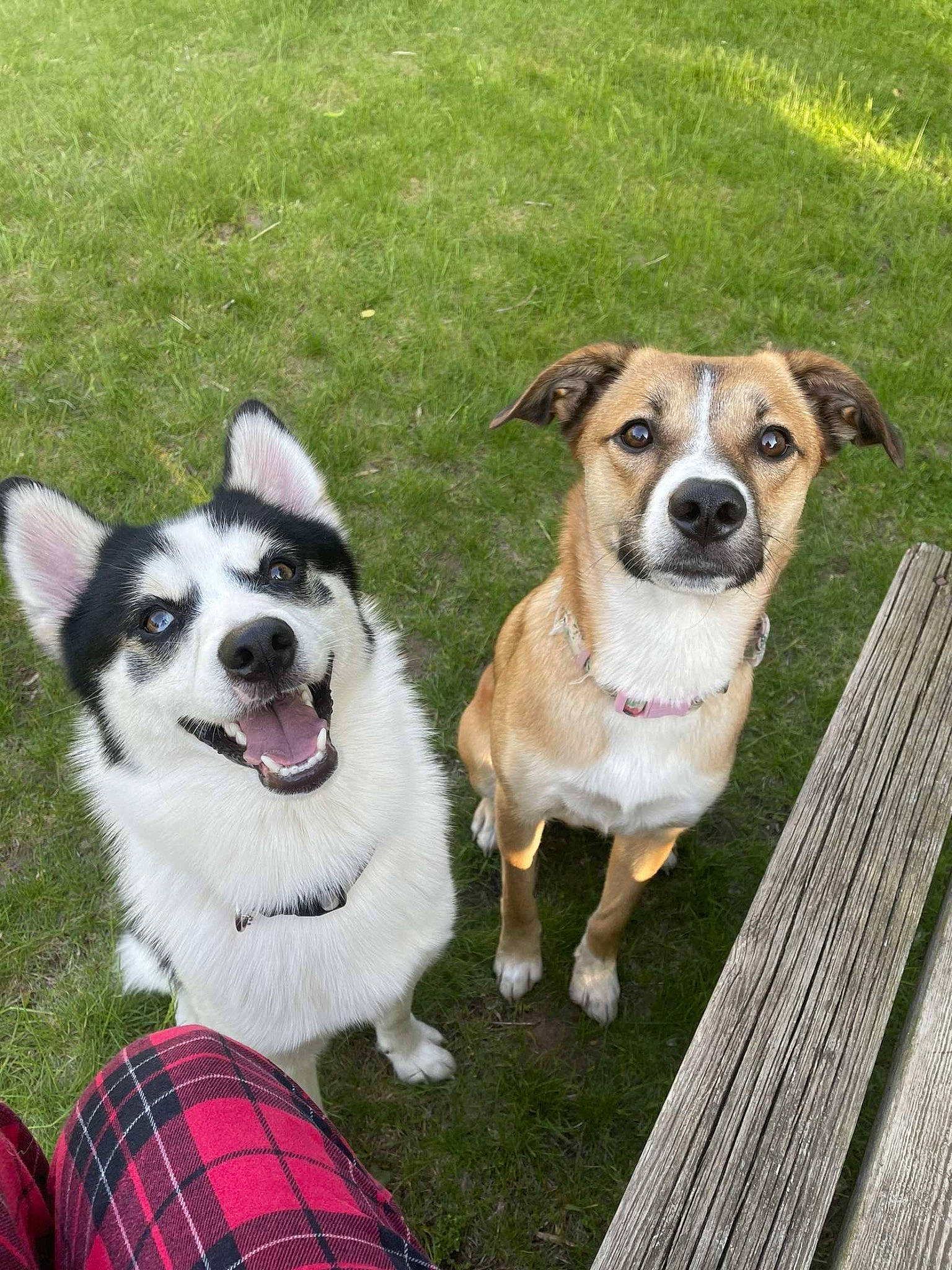 Jax joined the competition — help win amazing prizes! ancient_dog_breeds, canidae, carnivore, collar, companion_dog, dog, dog_breed, dog_collar, dog_supply, grass, leash, pattern, plaid, plant, sporting_group, tail, tartan, wood, working_dog