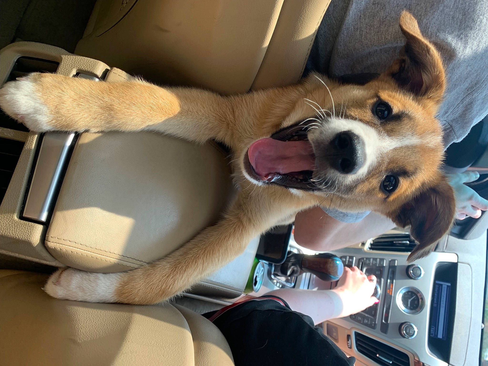 Chloe is registered to the contest to win money with this photo: auto_part, automotive_design, automotive_exterior, car_seat, car_seat_cover, carnivore, collar, comfort, companion_dog, dog, dog_breed, family_car, head_restraint, human_leg, motor_vehicle, seat_belt, steering_wheel, thigh, vehicle, vehicle_door