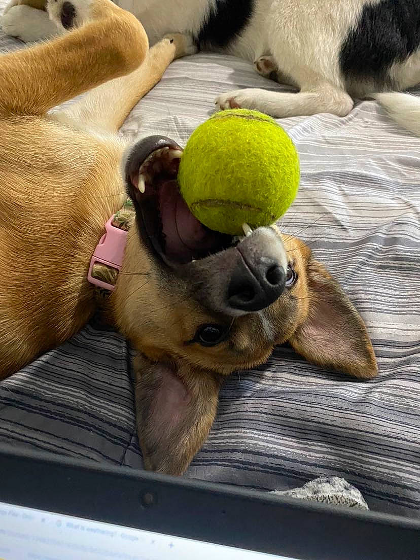 Chloe is registered to the contest to win money with this photo: art, audio_equipment, baby_products, baby_toys, comfort, companion_dog, fur, linens, mammal, nap, plush, room, stuffed_toy, textile, toy, vertebrate, wood, wool