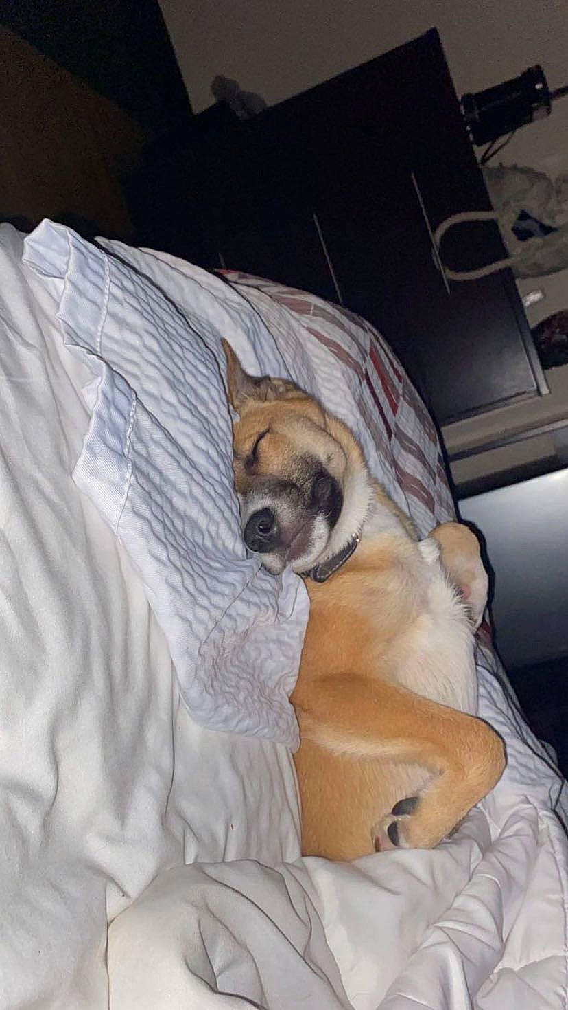 Chloe is registered to the contest to win money with this photo: bored, bulldog, canidae, carnivore, comfort, companion_dog, dog, dog_breed, dog_supply, fawn, flooring, fur, linens, nap, paw, pug, sporting_group, toy_dog, whiskers, working_animal