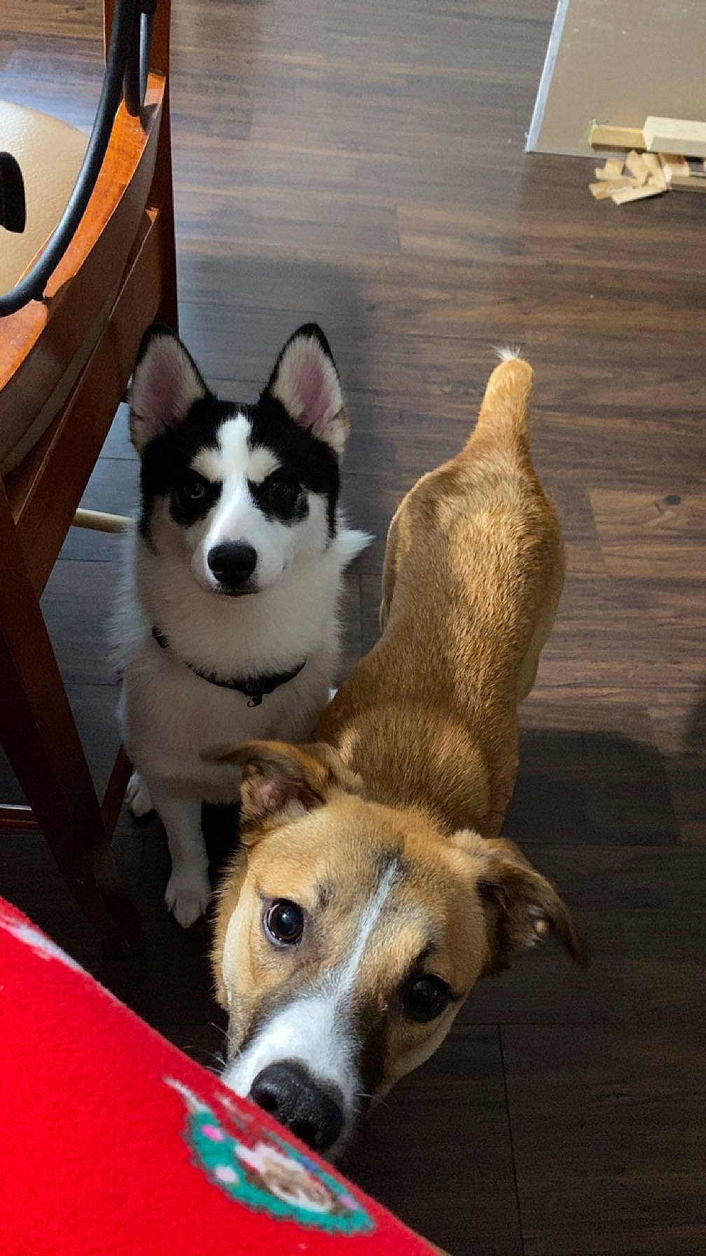 Chloe is registered to the contest to win money with this photo: canidae, carnivore, collar, comfort, companion_dog, dog, dog_breed, dog_supply, flooring, hardwood, paw, pet_supply, sled_dog, snout, sporting_group, table, vehicle, wood, working_animal, working_dog