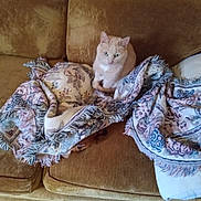 Princess Peach is registered to the contest to win money with this photo: abyssinian, animal, architecture, armchair, blanket, building, cat, chair, couch, cushion, furniture, homedecor, indoors, kitten, linen, livingroom, pet, quilt, room, wood