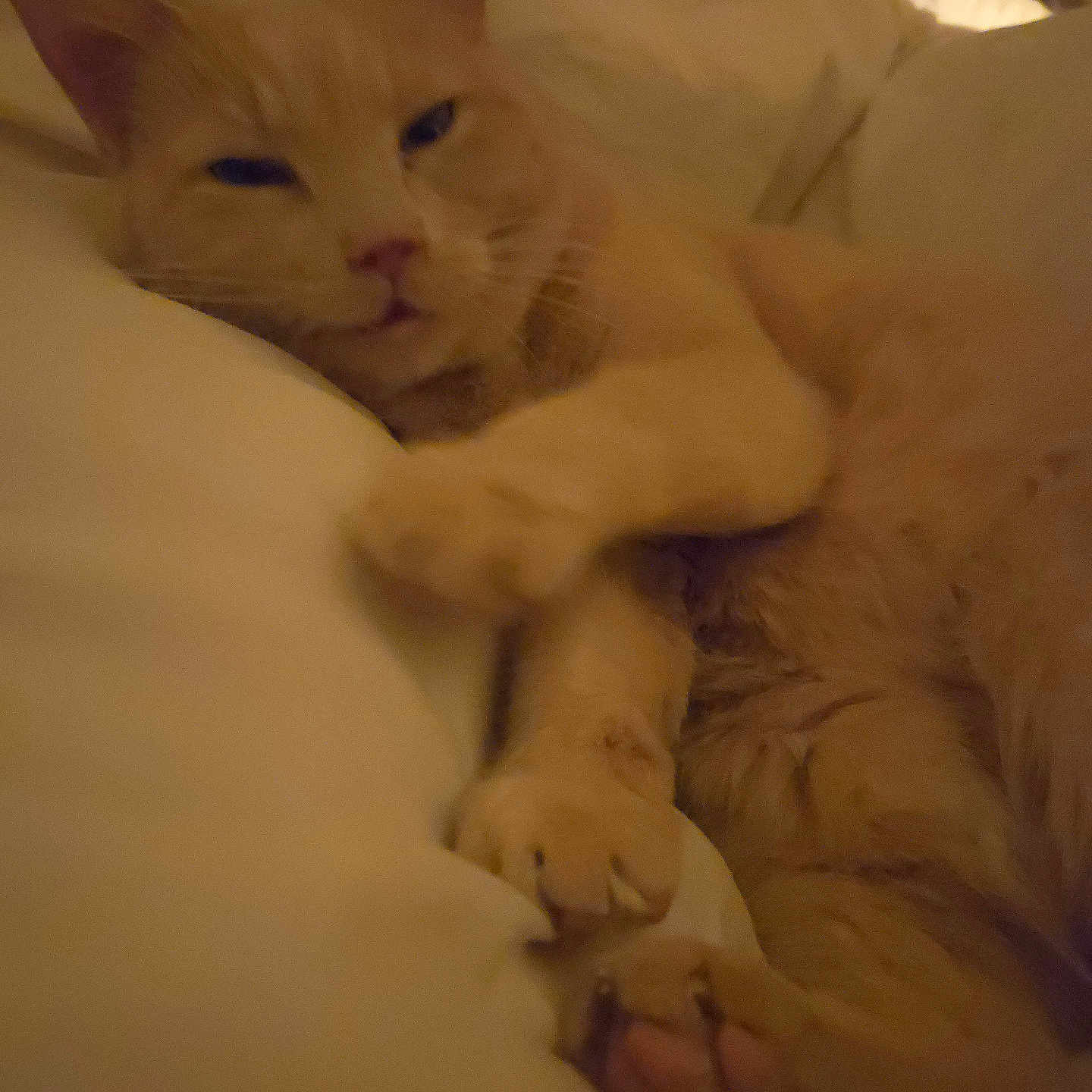 Princess Peach is registered to the contest to win money with this photo: abyssinian, angora, animal, bed, bedroom, blanket, cat, couch, furniture, hardwood, indoors, kitten, manx, person, pet, plywood, room, siamese, sleeping, wood
