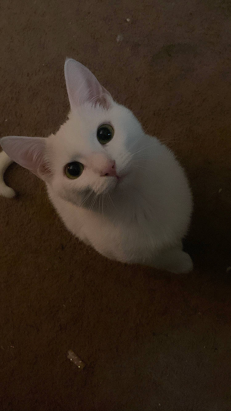 Mousiee joined the competition — help win amazing prizes! carnivore, cat, domestic_short_haired_cat, felidae, fur, paw, small_to_medium_sized_cats, tail, terrestrial_animal, whiskers