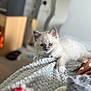 abyssinian, angora, animal, blanket, cat, indoors, kitten, manx, pet, quilt, siamese