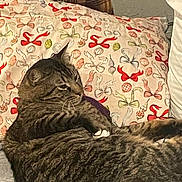 Gustaf is registered to the contest to win money with this photo: cat, tabby_cat, pet, animal, feline, bed, pillow, patterned_pillow, red_bows, green_bows, striped_fur, whiskers, relaxed, indoor, cozy, resting, fur, ears, side_view, domestic_animal