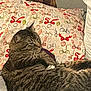 cat, tabby_cat, pet, animal, feline, bed, pillow, patterned_pillow, red_bows, green_bows, striped_fur, whiskers, relaxed, indoor, cozy, resting, fur, ears, side_view, domestic_animal