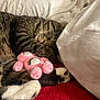 Gustaf joined the competition — help win amazing prizes! cat, tabby_cat, sleeping, plush_toy, pink_toy, rainbow, pillow, blanket, red_blanket, white_pillow, paw, fur, whiskers, cozy, indoor, resting, cute, pet, animal, nap