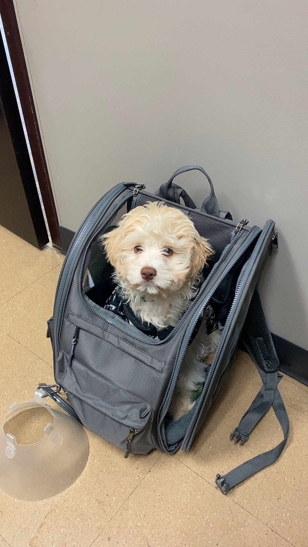 Paddington joined the competition — help win amazing prizes! dog, puppy, pet_carrier, backpack, e_collar, tile_floor, gray_bag, zipper, strap, indoor, wall, waiting_room, cute, white_fur, brown_nose, looking_up, eyes, small_dog, harness, flooring