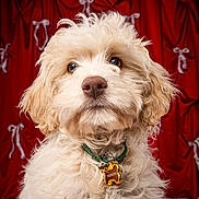 Paddington joined the competition — help win amazing prizes! dog, puppy, poodle, fluffy, cream_fur, close_up, portrait, studio, red_curtain, collar, dog_tag, nose, eyes, whiskers, adorable, pet, sitting, heart_pattern, indoor, cute
