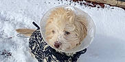 Paddington is registered to the contest to win money with this photo: dog, puppy, snow, cone, e_collar, coat, leash, brick_wall, sidewalk, winter, outdoor, small_dog, white_fur, fur, sitting, pavement, pawprints, cold, pet, canine