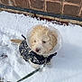 dog, puppy, snow, cone, e_collar, coat, leash, brick_wall, sidewalk, winter, outdoor, small_dog, white_fur, fur, sitting, pavement, pawprints, cold, pet, canine