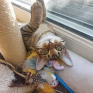 Violette a rejoint le concours — aidez-le/la à gagner de superbes lots ! animal, cat, closeup, cozy, curious, feather_toy, fur, green_eyes, indoor, natural_light, paw, pet, playful, relaxed, scratching_post, tabby, toy, upside_down, whiskers, window