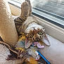 animal, cat, closeup, cozy, curious, feather_toy, fur, green_eyes, indoor, natural_light, paw, pet, playful, relaxed, scratching_post, tabby, toy, upside_down, whiskers, window