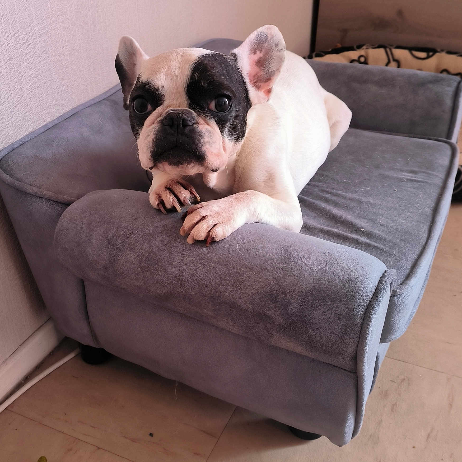 Immortel participe au concours pour gagner de l'argent avec cette photo : animal, armchair, bulldog, canine, chair, couch, dog, dogbed, frenchbulldog, furniture, pet, pitbull, puppy