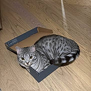 Rocky participe au concours pour gagner de l'argent avec cette photo : cat, tabby, gray_cat, cardboard_box, wooden_floor, indoor, pet, animal, curious, feline, small_space, relaxed, home, domestic_cat, cute, sitting, looking, striped, tail, ears