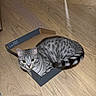 cat, tabby, gray_cat, cardboard_box, wooden_floor, indoor, pet, animal, curious, feline, small_space, relaxed, home, domestic_cat, cute, sitting, looking, striped, tail, ears