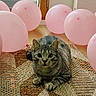 cat, tabby_cat, balloons, pink_balloons, rug, woven_rug, indoor, curious, pet, animal, floor, playful, cozy, texture, wooden_floor, window, natural_light, decor, feline, resting
