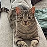 cat, tabby_cat, feline, pet, indoor, couch, furniture, pillow, blanket, relaxed, resting, looking_at_camera, whiskers, ears, paws, striped, domestic_animal, cozy, home, living_room