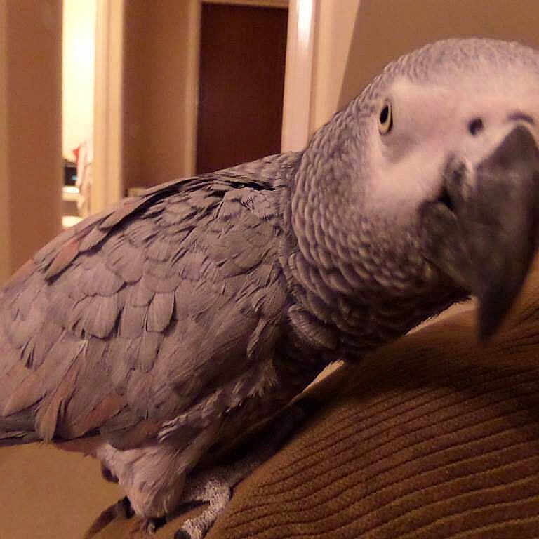 Elvis joined the competition — help win amazing prizes!