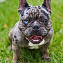 Blanket joined the competition — help win amazing prizes! animal, blue_eye, brindle, brown_eye, canine, close_up, cute, dog, french_bulldog, grass, happy, heterochromia, mammal, nature, outdoor, pet, playful, portrait, sitting, tongue