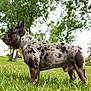 Blanket joined the competition — help win amazing prizes! animal, background_blur, canine, daylight, dog, domestic_animal, french_bulldog, fur, grass, greenery, mammal, nature, outdoor, park, pet, side_view, spotted_coat, standing, summer, tree