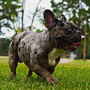 Blanket is registered to the contest to win money with this photo: animal, blue_eyes, brindle, canine, closeup, daytime, dog, french_bulldog, grass, greenery, happy, mammal, nature, outdoor, park, pet, playful, summer, tongue_out, walking