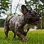 animal, blue_eyes, brindle, canine, closeup, daytime, dog, french_bulldog, grass, greenery, happy, mammal, nature, outdoor, park, pet, playful, summer, tongue_out, walking